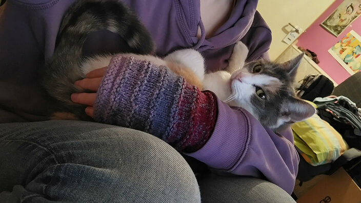 Un chat calico dans les bras de quelqu'un dont on ne voit pas le visage et qui porte un pull mauve.